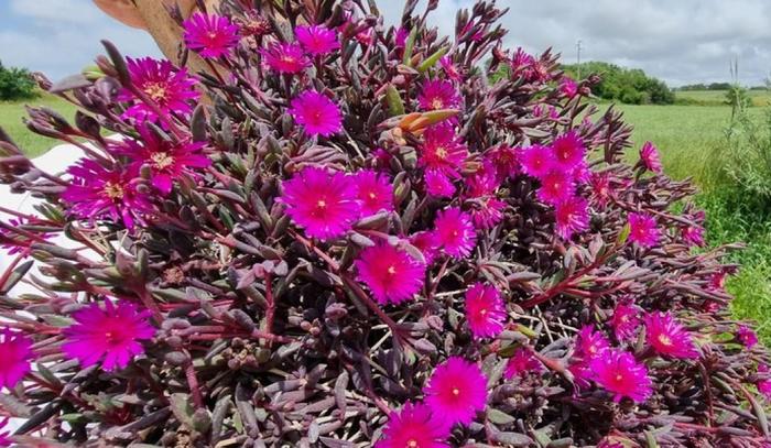 Delosperma 'Desert Dancers Purple' (311267)