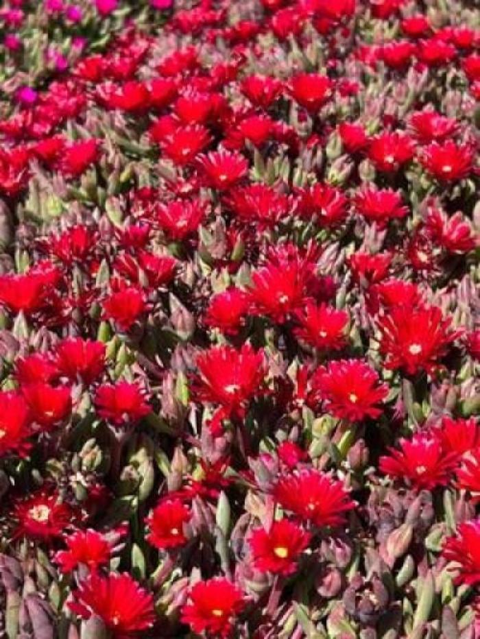 Delosperma 'Desert Dancers Red' (311270)