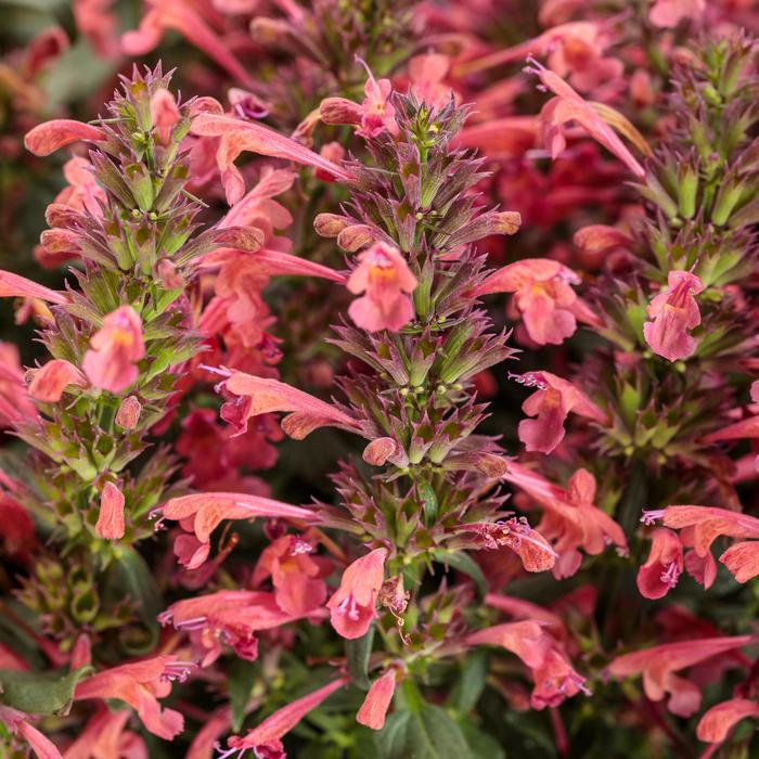 Agastache Maestro® '' (311277)