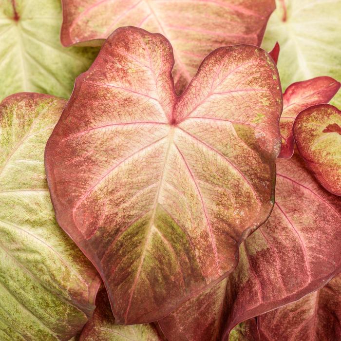 Caladium hortulanum Heart to Heart®: 'Creme Brulee' (311396)