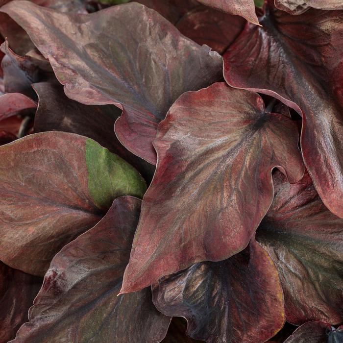 Caladium hortulanum Heart to Heart®: 'Midnight Oil' (311397)