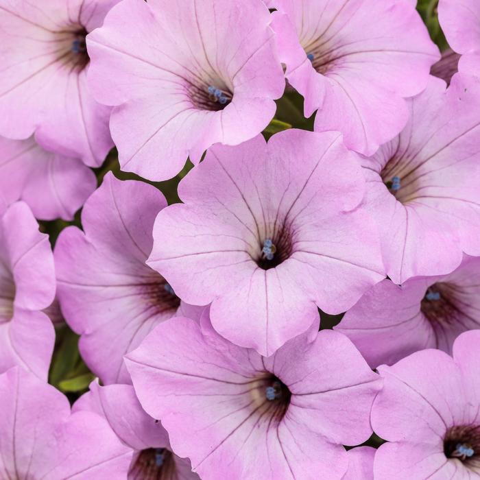 Petunia Supertunia Vista® 'Cool Jazz™' (311414)