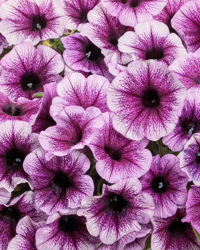 Petunia Supertunia® 'Bordeaux' (311416)