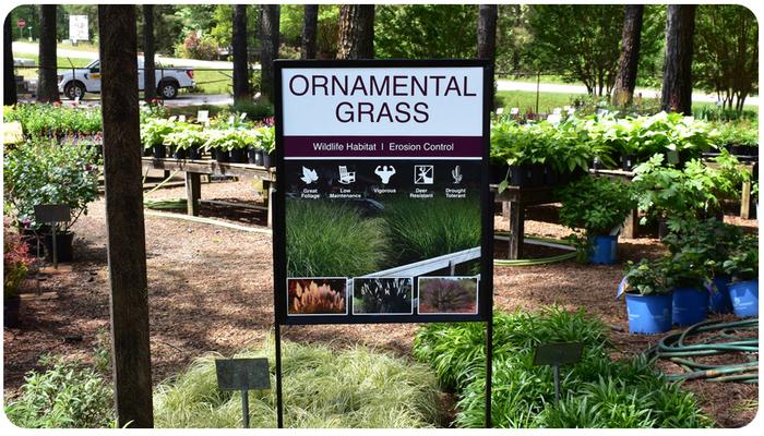 Ornamental Grasses 22