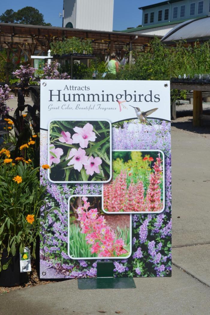 Attracts Hummingbirds 24