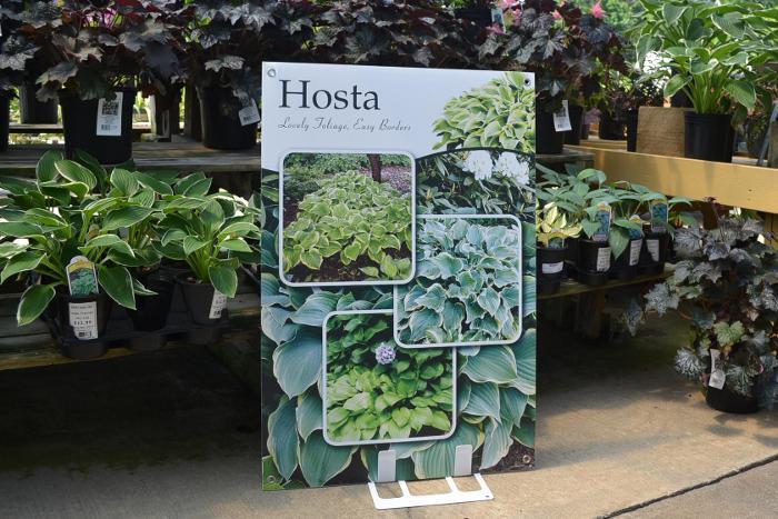 Hosta 24