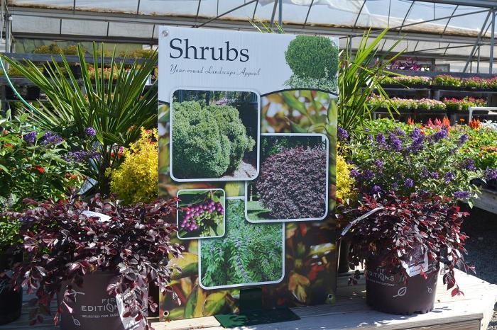 Shrubs 24