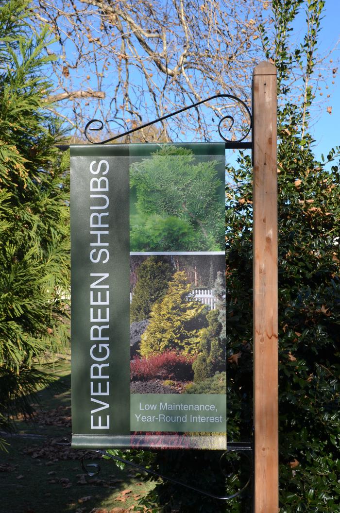 Evergreen Shrubs 18