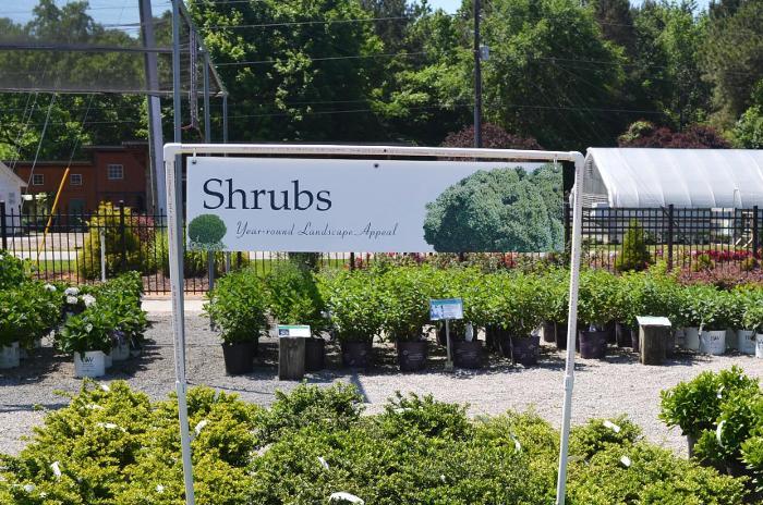 Shrubs 47