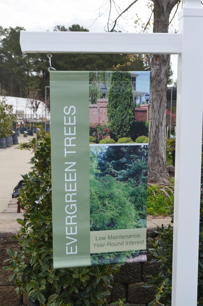 Evergreen Trees 18