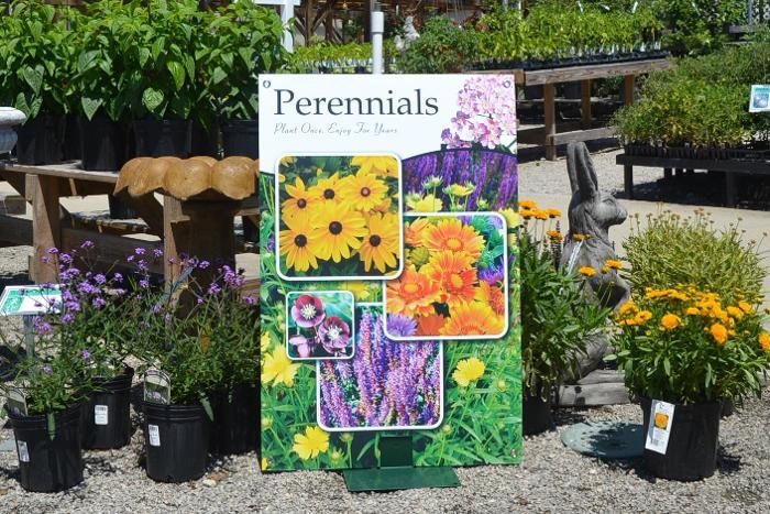 Perennials 24