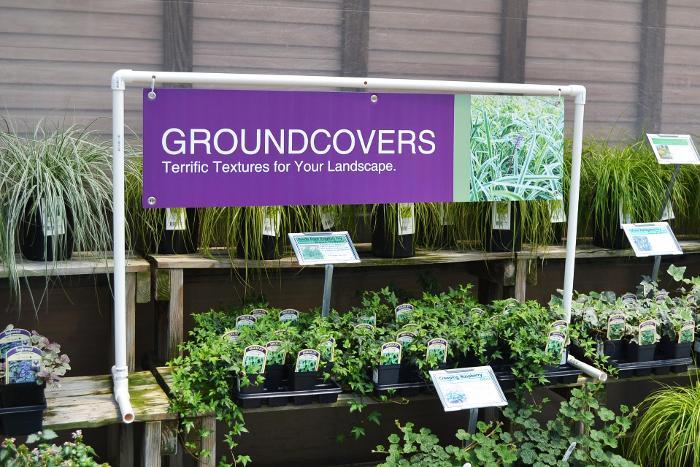 Groundcovers 47