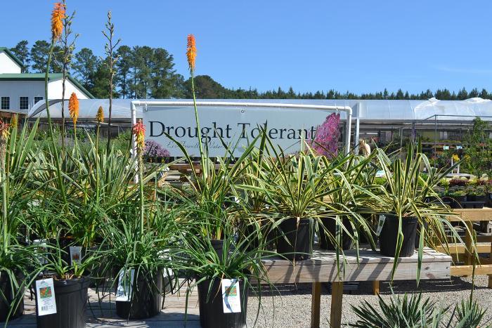 Drought Tolerant 47