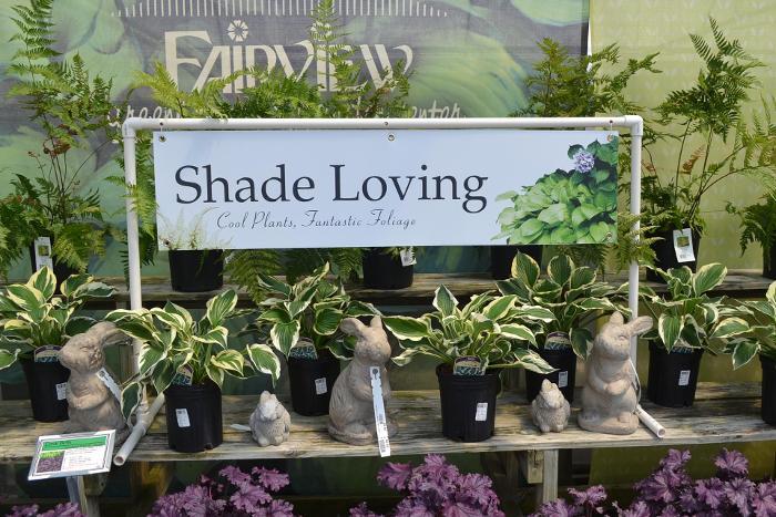 Shade Loving 47