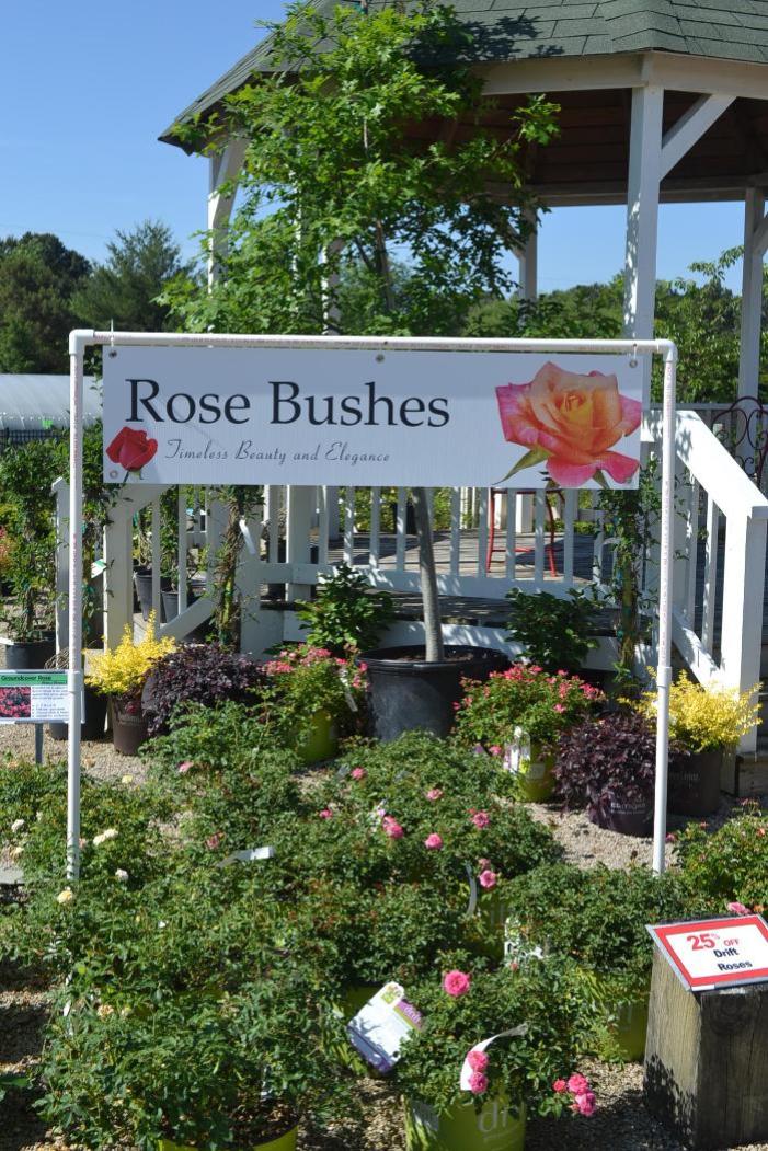 Rose Bushes 47