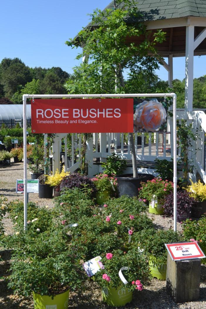 Rose Bushes 47