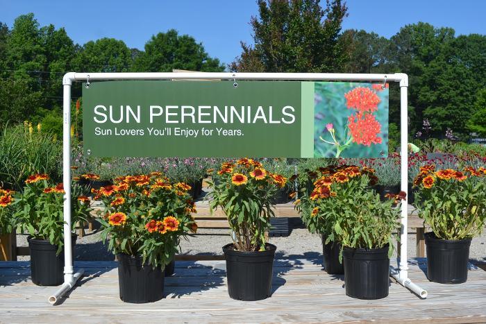 Sun Perennials 47