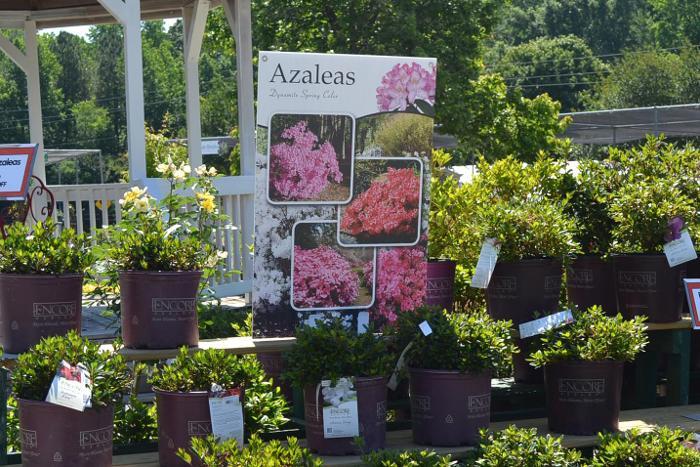 Azaleas 24