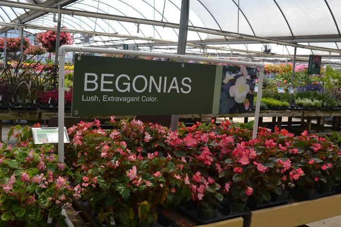 Begonias 47