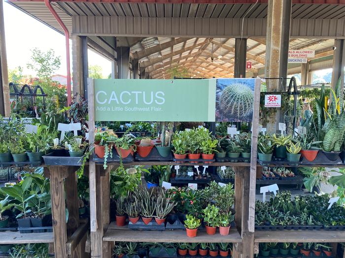 Cactus 47
