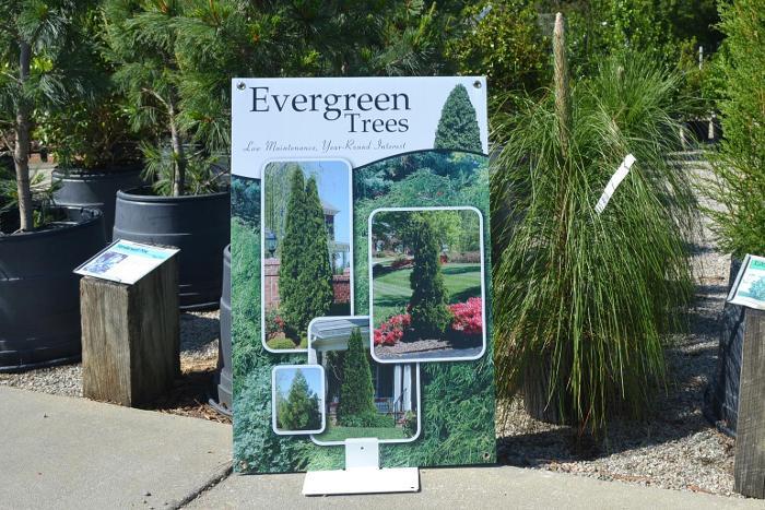 Evergreen Trees 24