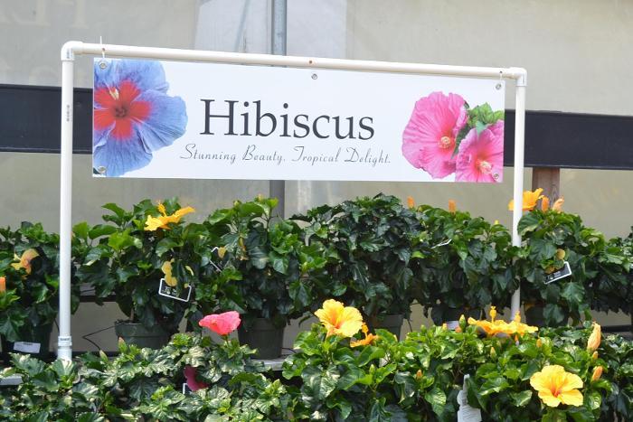 Hibiscus 47
