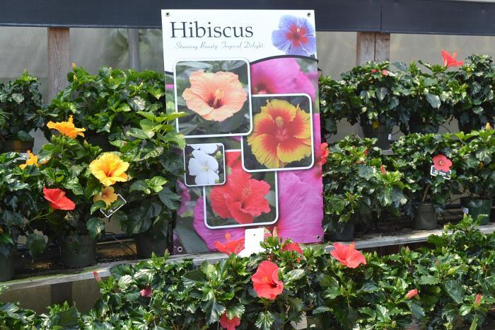 Hibiscus 24