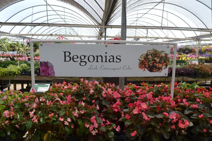 Begonias 48
