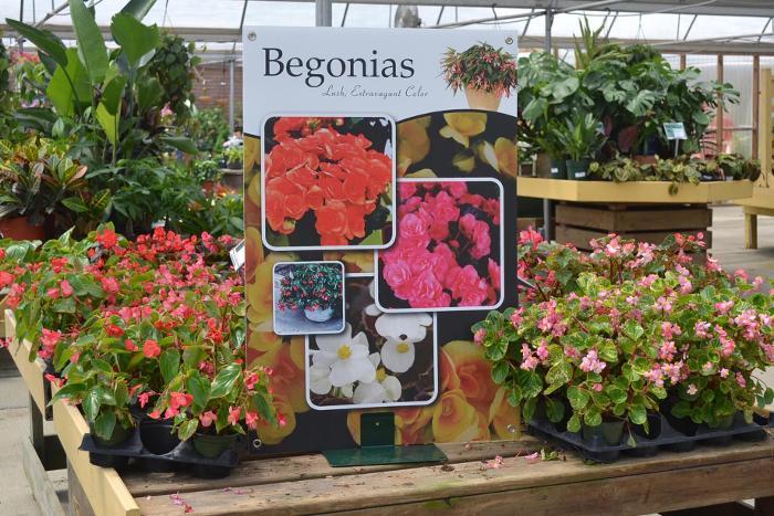 Begonias 24