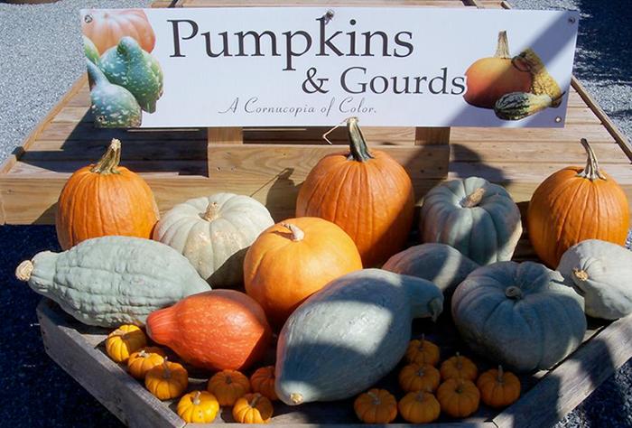 Pumpkins & Gourds 47