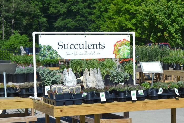Succulents 47