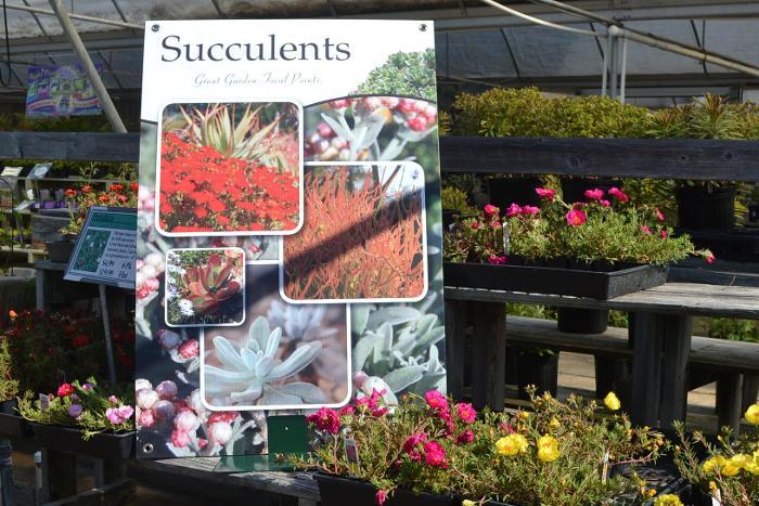 Succulents 24