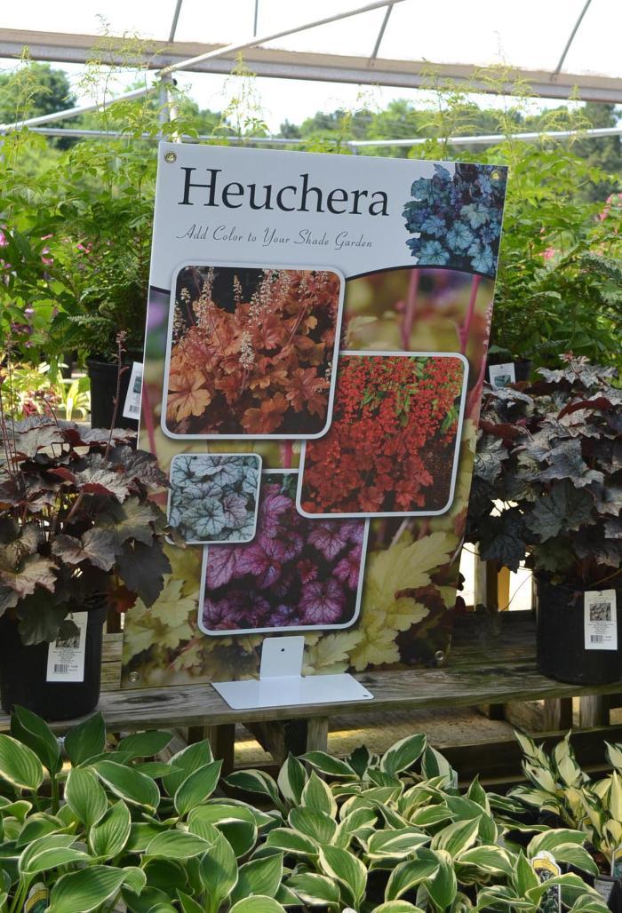 Heuchera 24