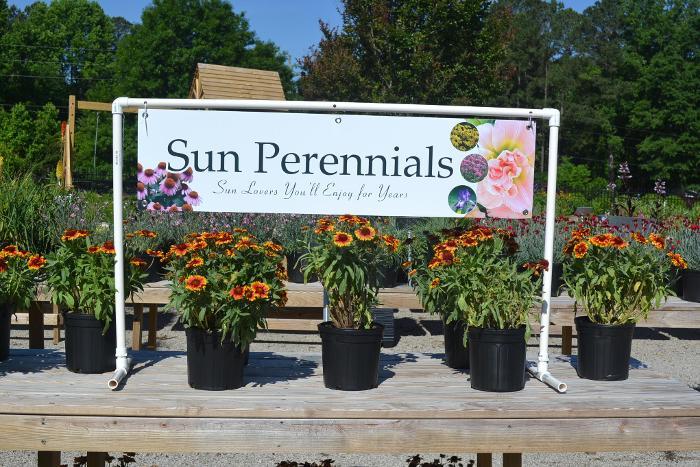 Sun Perennials 48