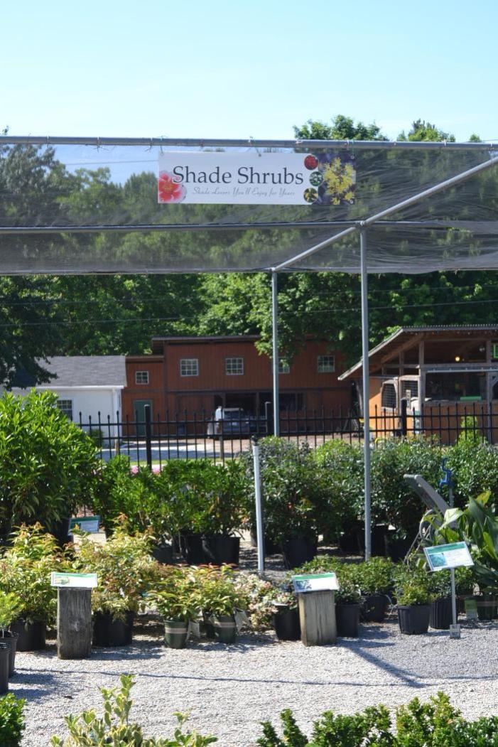 Shade Shrubs 47