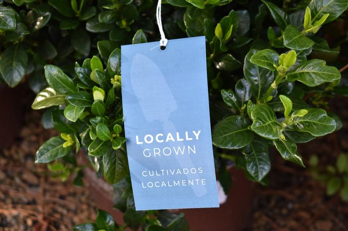 Locally Grown Hang Tags