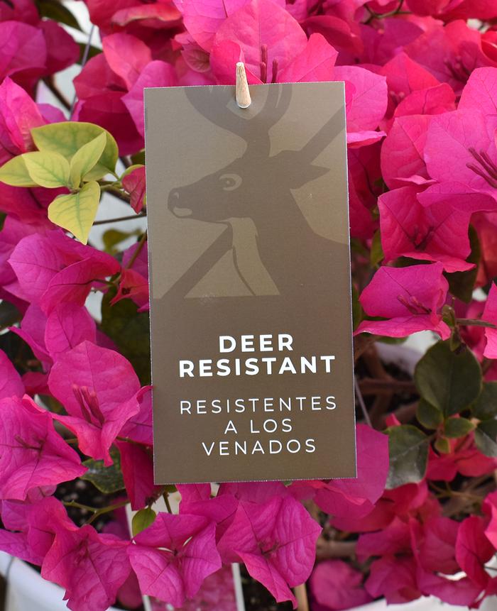 Deer Resistant Hang Tags