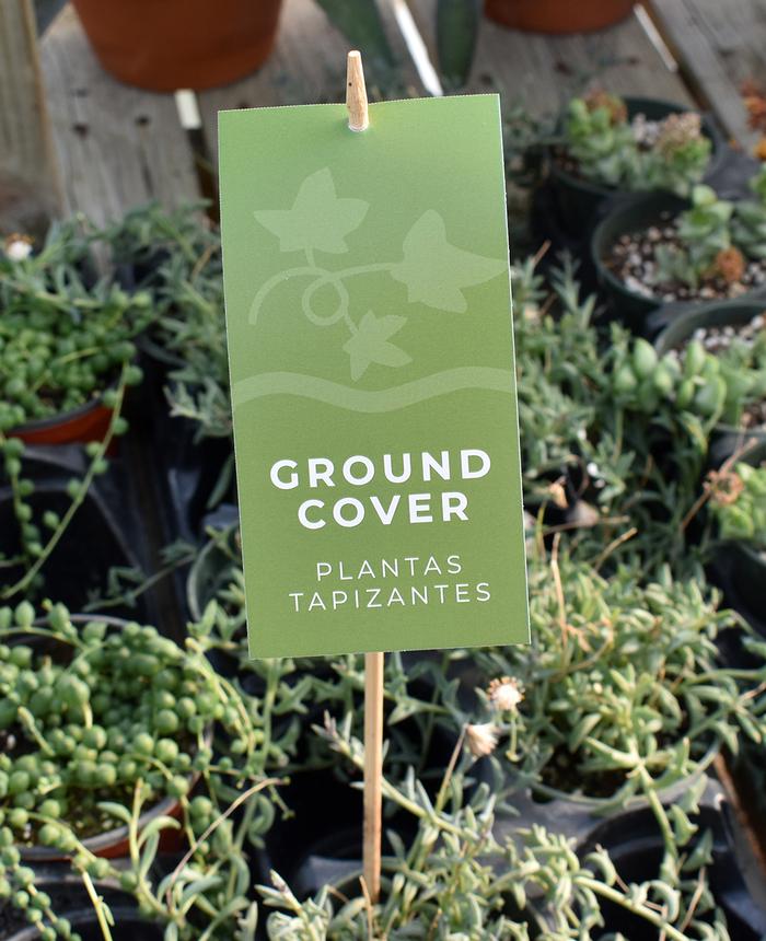 Ground Cover Hang Tags