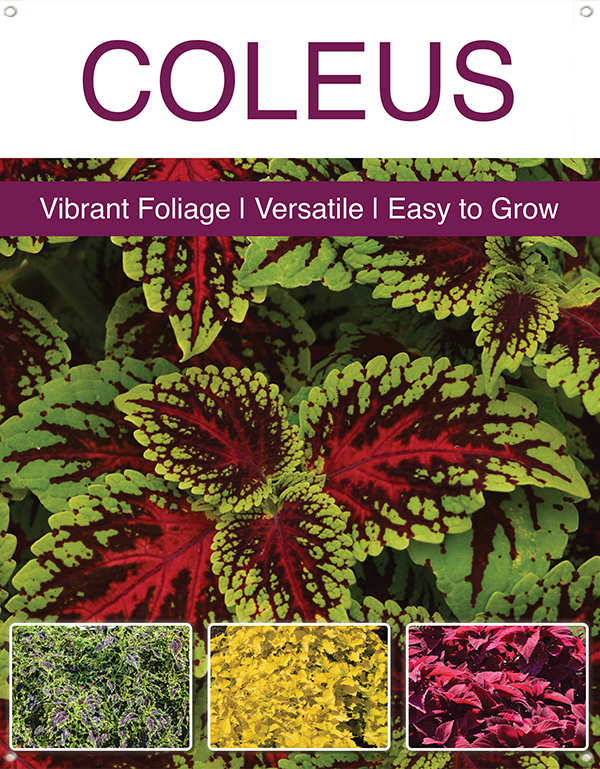 Coleus 22