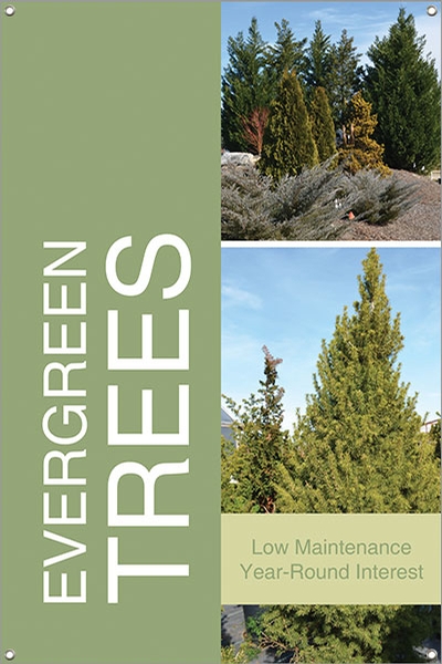 Evergreen Trees 24
