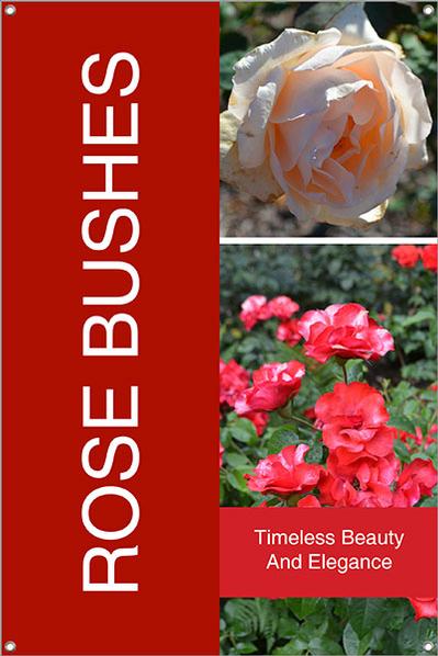Rose Bushes 24