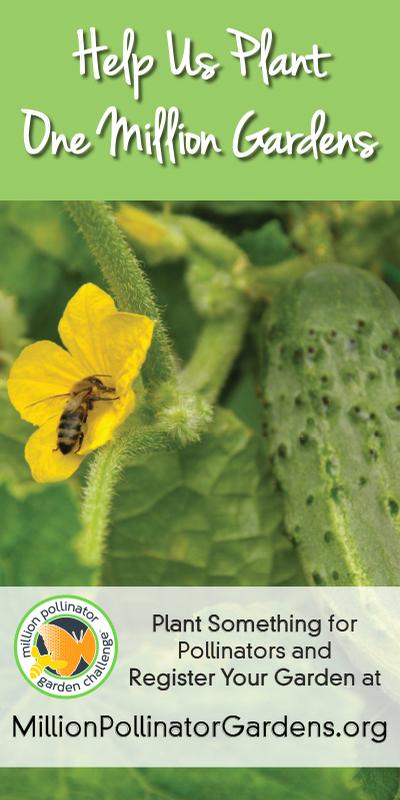 MPGC: Bee on Cucumber 18 MPGC: Bee on Cucumber 18