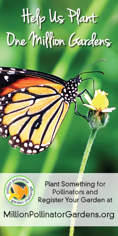 MPGC: Butterfly 18 MPGC: Butterfly 18