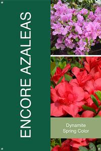 Encore Azaleas 24x36 - Fairview