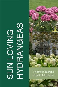 Sun Loving Hydrangeas 24x36 - Fairview