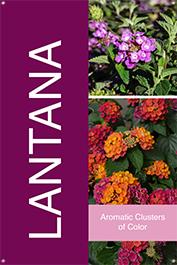 Lantana 24x36 - Bold 