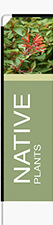 Native Plants Feather Flag - Rectangle