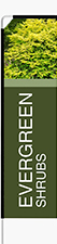Evergreen Shrubs Feather Flag - Rectangle