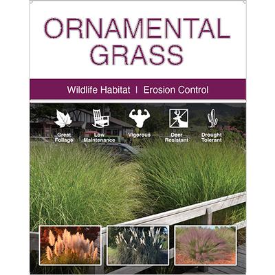 Ornamental Grasses 22x28