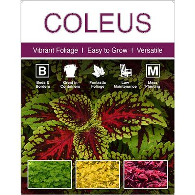 Coleus 22x28